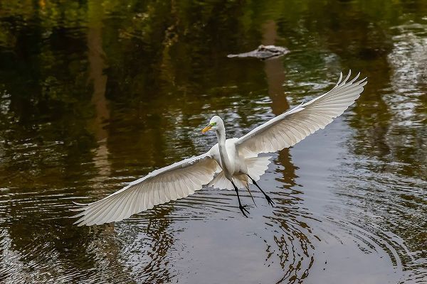 Jones, Adam 아티스트의 Male Great egret flying-Merritt Island National Wildlife Refuge-Florida작품입니다.